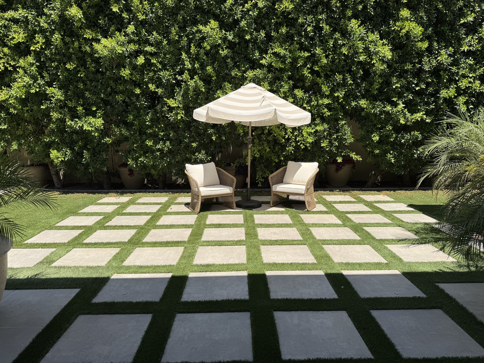Mesa AZ backyard hardscape with large-format gray pavers set in a synthetic turf checkerboard pattern, ficus hedge wall, and shaded lounge seating